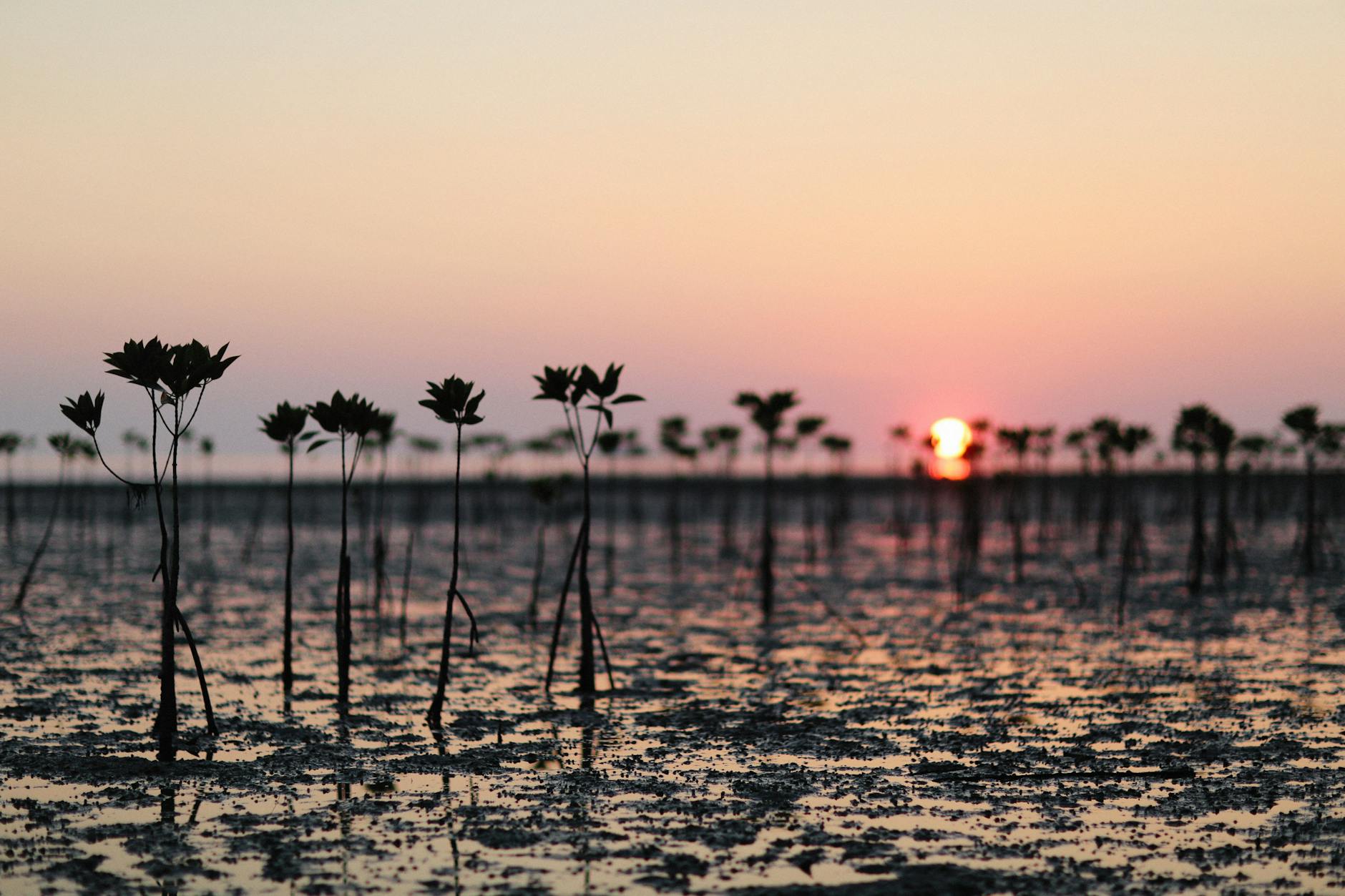 a silhouette of mangroves during the golden hour